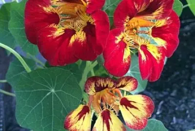 flores