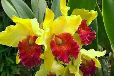 flores