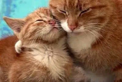 母親的愛 jigsaw puzzle