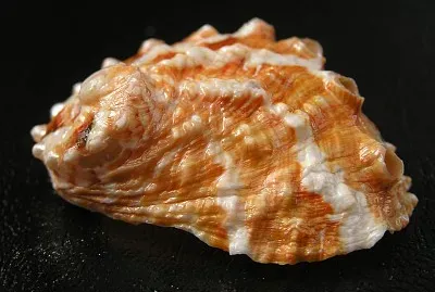 Haliotis ovina