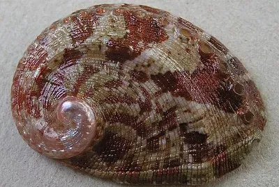 Haliotis parva
