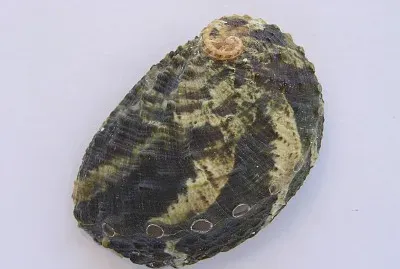 Haliotis planata