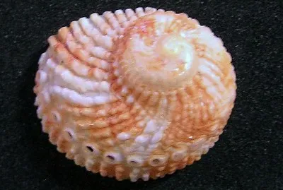 Haliotis pulcherrima