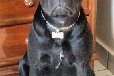 CÃƒO jigsaw puzzle