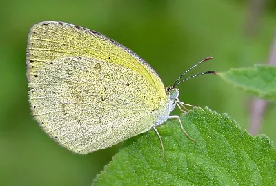 Eurema brigitta