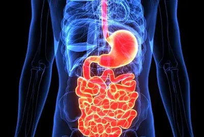 NIVEL DE TEJIDOS Y ORGANOS