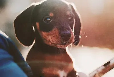 PerritoPequeÃ±o jigsaw puzzle