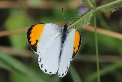 Colotis aurora