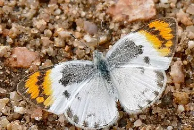 Colotis evenina