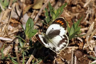 Colotis pallene