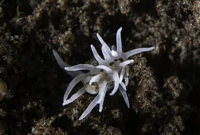 Okenia brunneomaculata