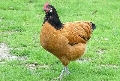 Gallina vorwerk