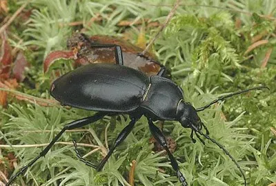 Carabus glabratus