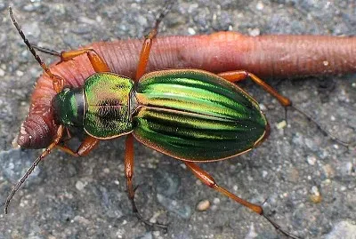 Carabus auratus