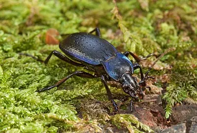 Carabus problematicus