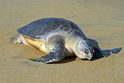 Bastarda olivacea