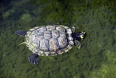 Cooter di fiume