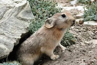 Ladakh pika