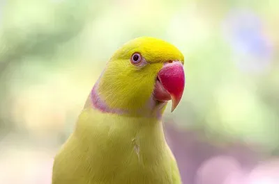 Parrocchetto con anelli di rose