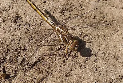 Orthetrum taeniolatum