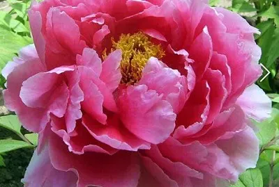 flores