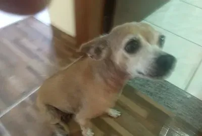 Florzinha com 11 anos jigsaw puzzle