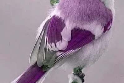 Pajarito Lila