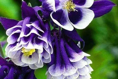 פאזל של Flores Lila