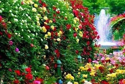 Flores y Cascada