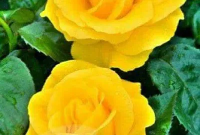Rosas Amarillas