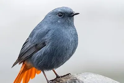 natural