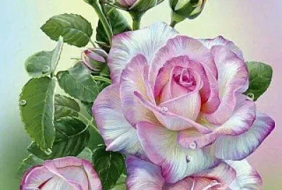 flores