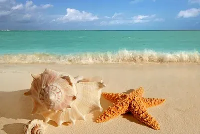 Estrela do Mar