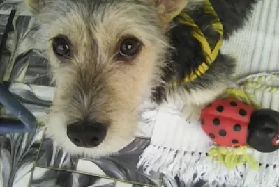 Animais de estimacao