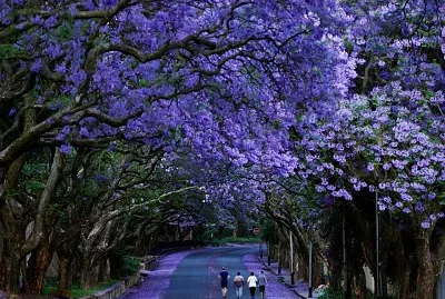 flores