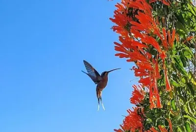 flores