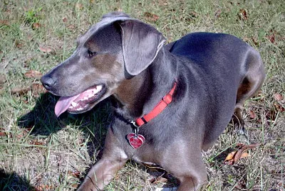 Blue lacy