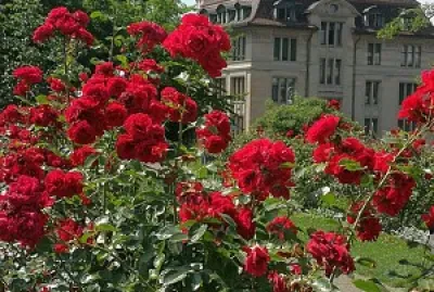 flores