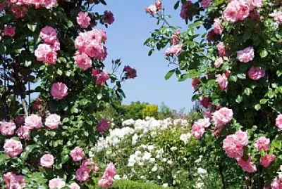 flores
