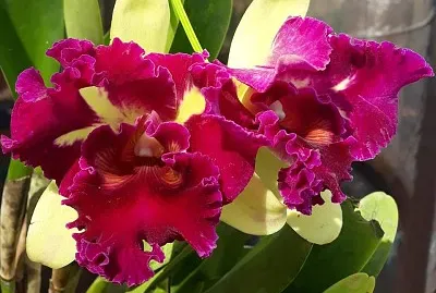 flores