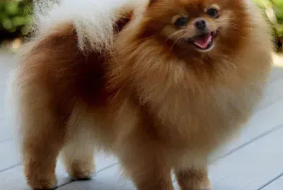 ×©×•×‘×™ ×“×•×‘×™