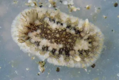 Onchidoris bilamellata