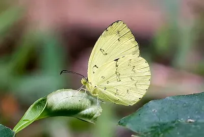 Eurema ada