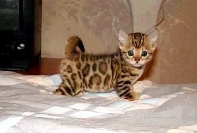 可愛小貓咪 jigsaw puzzle