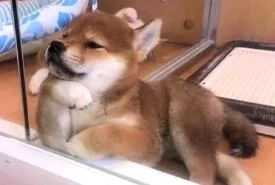 裝酷的狗狗