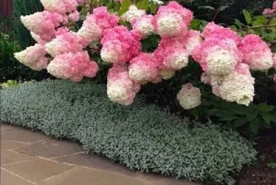flores