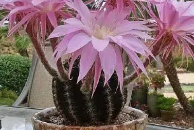 flores