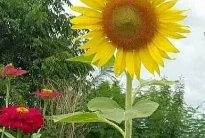 flores