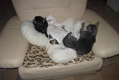 chats