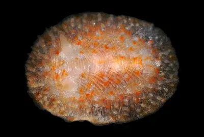 Onchidoris depressa jigsaw puzzle